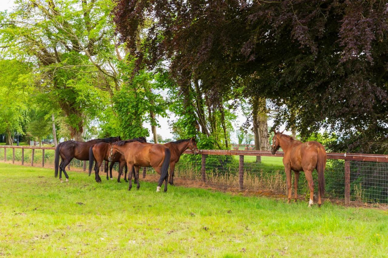 Bective Stud